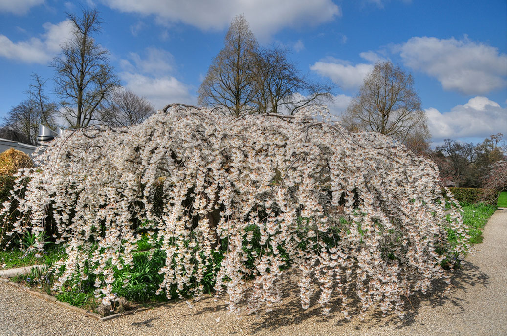 Berggarten-Mahramzadeh-4422-HDR