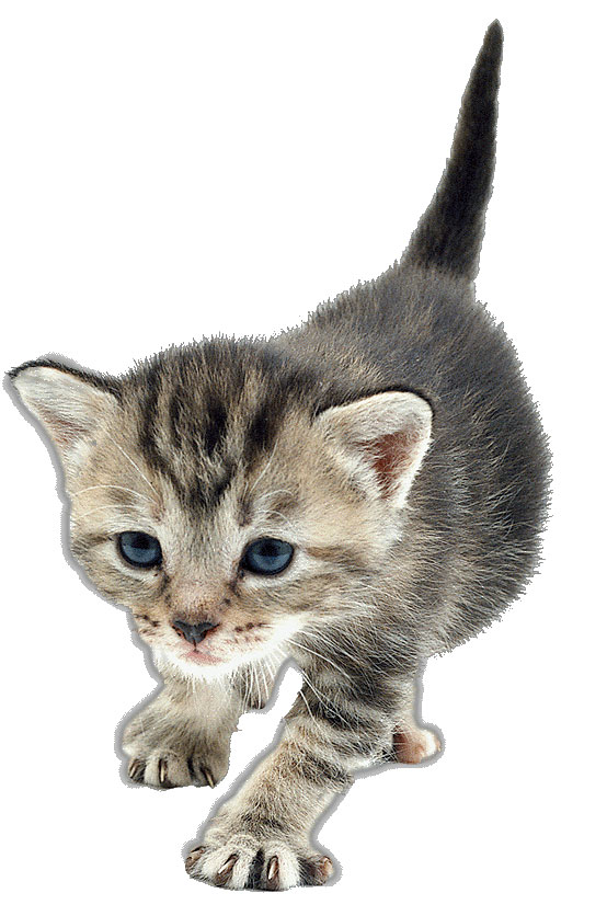 Katze Ohne Hintergrund