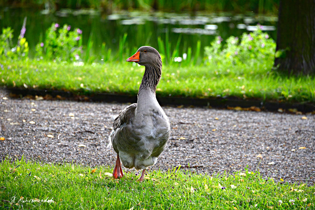 KF-46160-120713-cMahramzadeh