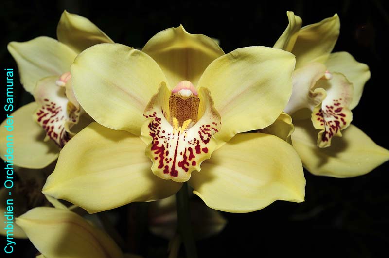 Orchideen-1000-xx