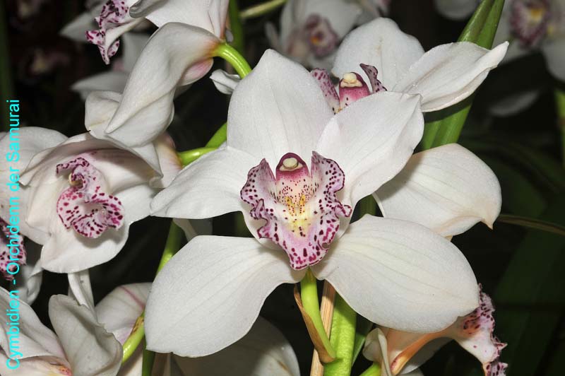 Orchideen-1050-xx
