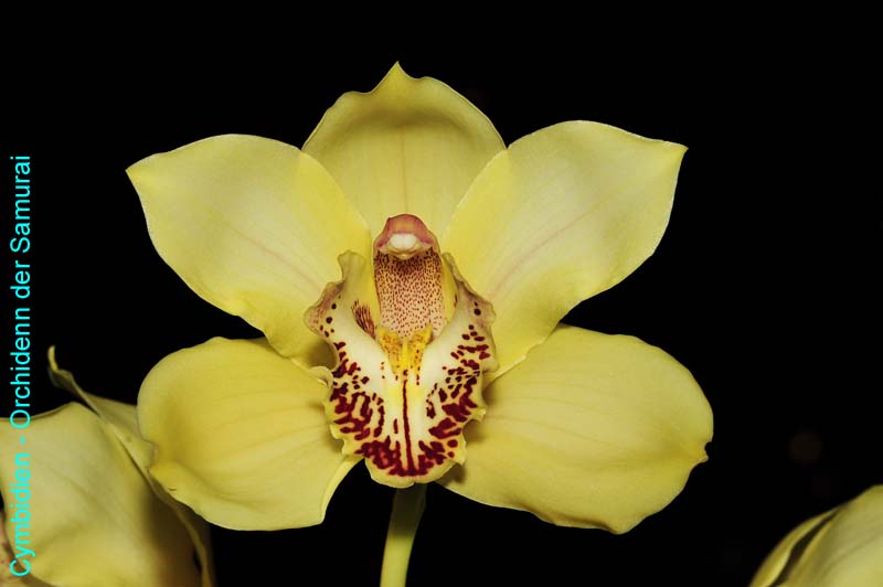 Orchideen-1220-xx