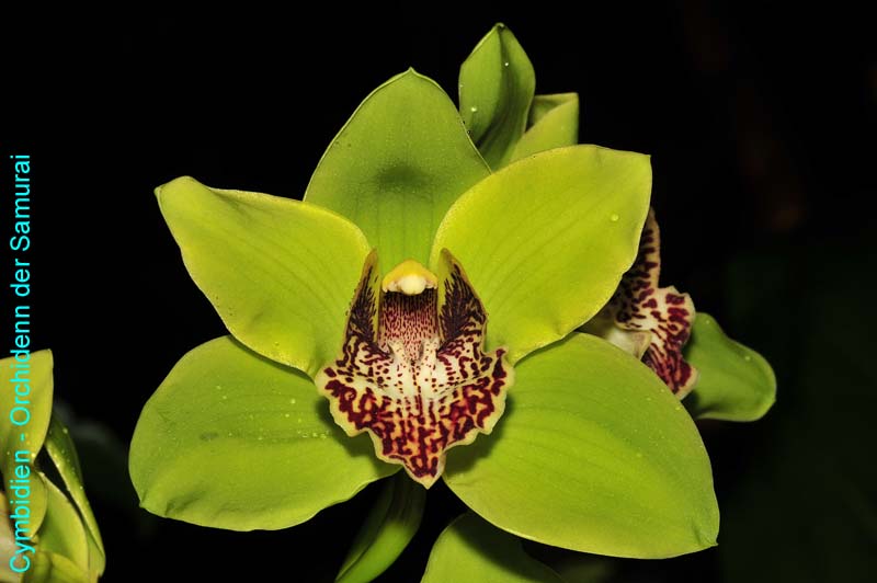 Orchideen-1280-yy