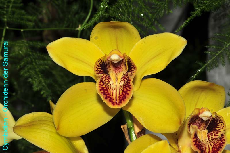 Orchideen-1370-xx