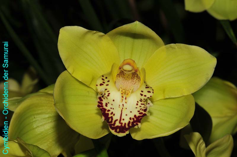 Orchideen-1490-xx