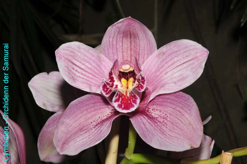 Orchideen-1630-xx