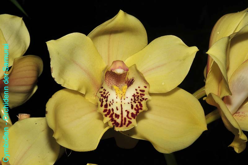 Orchideen-1870-xx