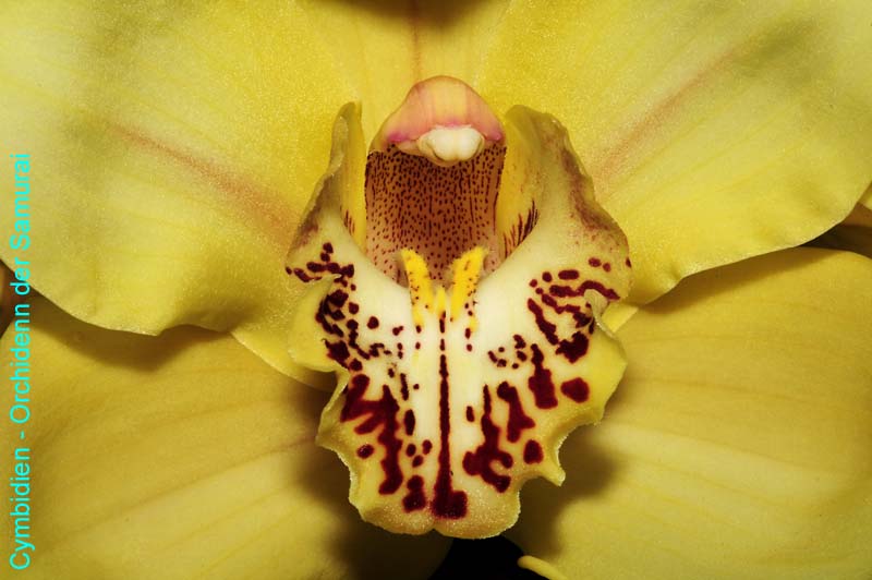 Orchideen-1900-xx