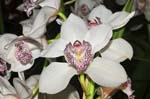 Orchideen-1050-xx