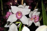 Orchideen-1170-xx