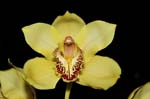Orchideen-1220-xx