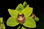 Orchideen-1280-yy