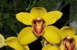 Orchideen-1370-xx
