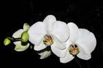 Orchideen-1580-xx