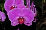 Orchideen-1590-xx