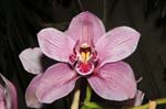 Orchideen-1630-xx